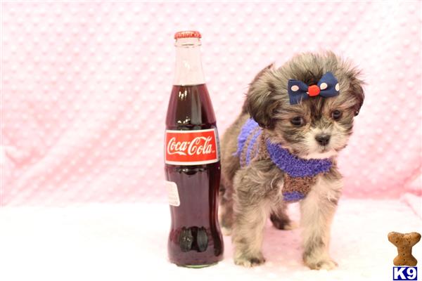 CMPuppyHeaven Picture 3